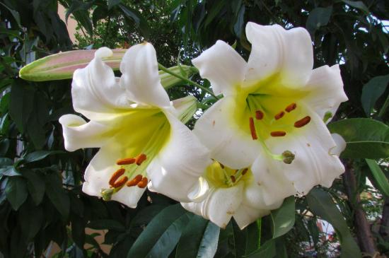 百合什么时候收获最好