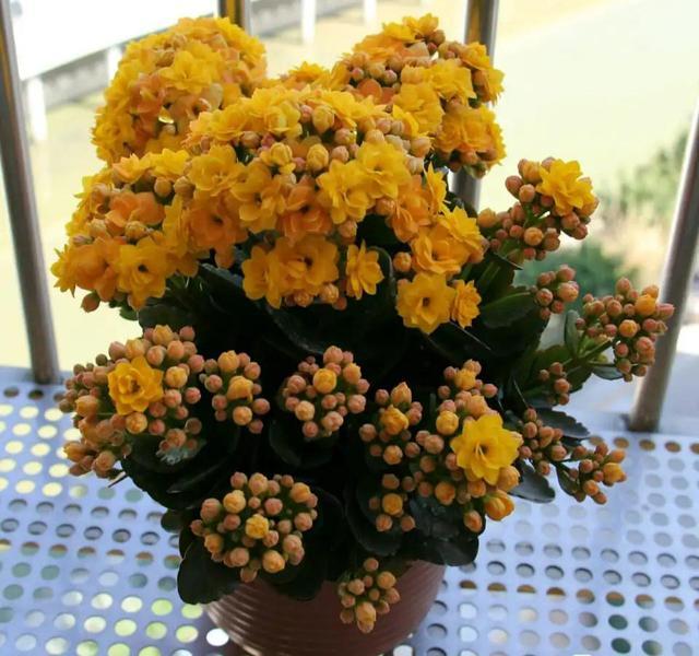 寓意好的花有哪些品种