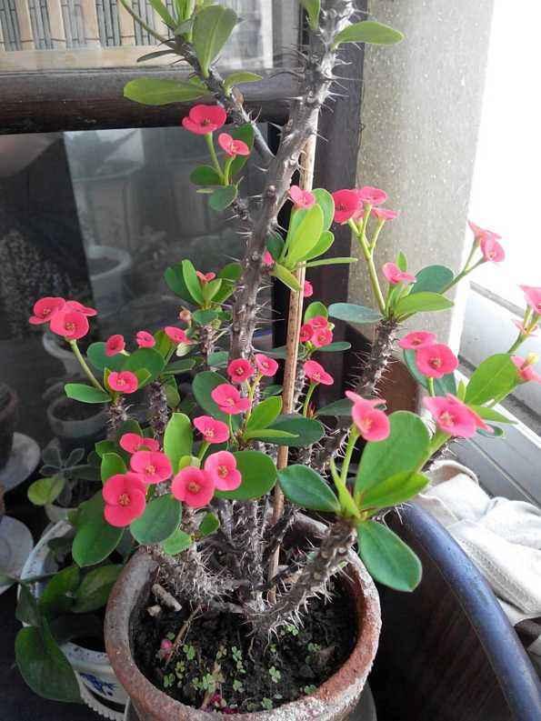 冬天玫瑰花可以放在卧室吗