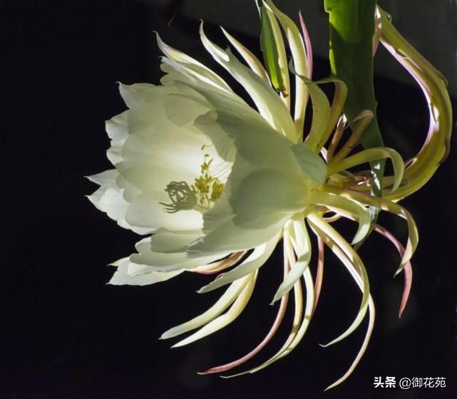昙花的花语和寓意