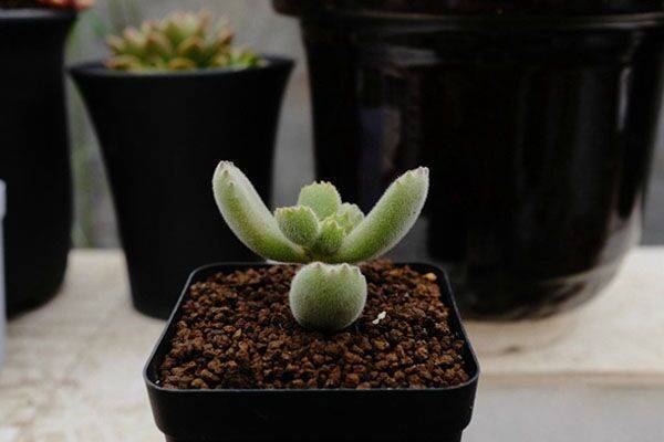 熊童子叶片发软不饱满怎么办