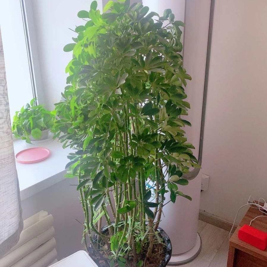 鸭掌木摆放最佳位置和方法