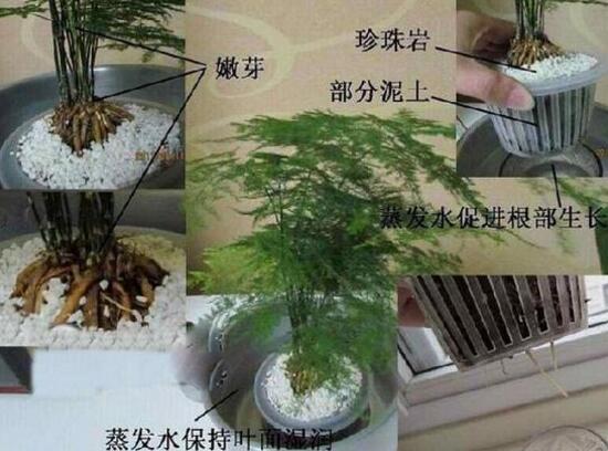 水培文竹怎么养护