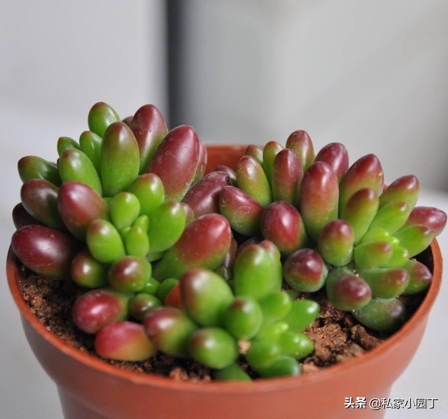 耳坠草多肉植物怎么养