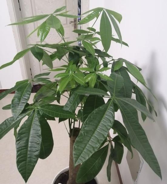发财树叶子发黄干枯如何补救方法
