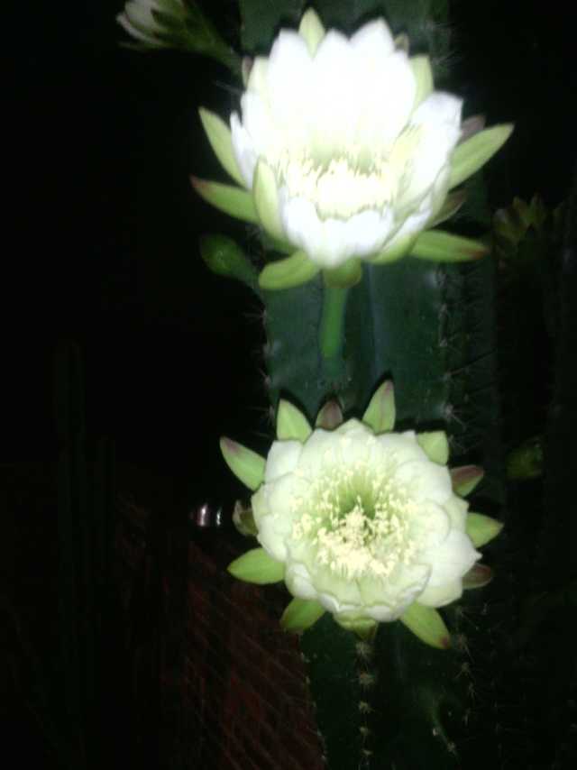仙人掌开黄花的寓意是什么