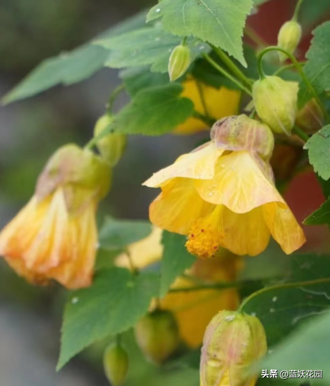悬铃花花期时间