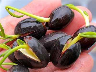 碗莲需要泥土吗怎么养