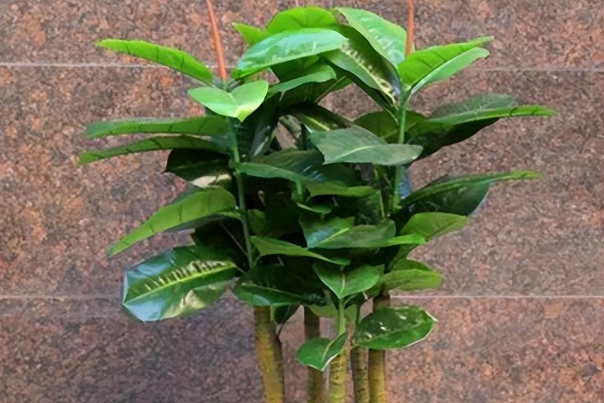 详细阅读:绿植琴叶榕好养吗 绿植琴叶榕好养吗