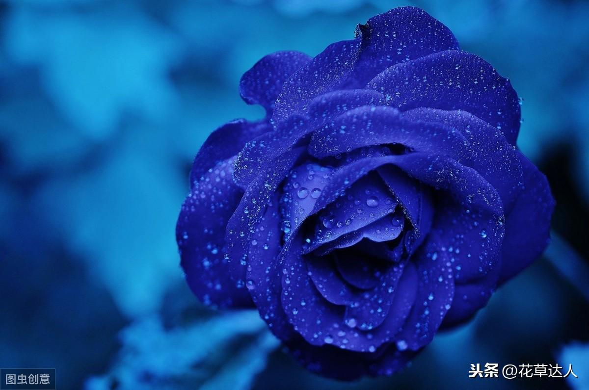 蓝色妖姬花代表什么含义和寓意