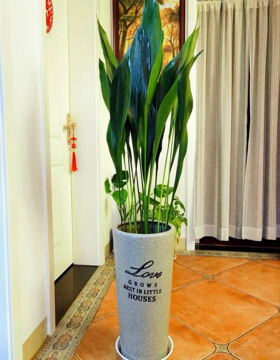 一叶兰耐寒吗多少度