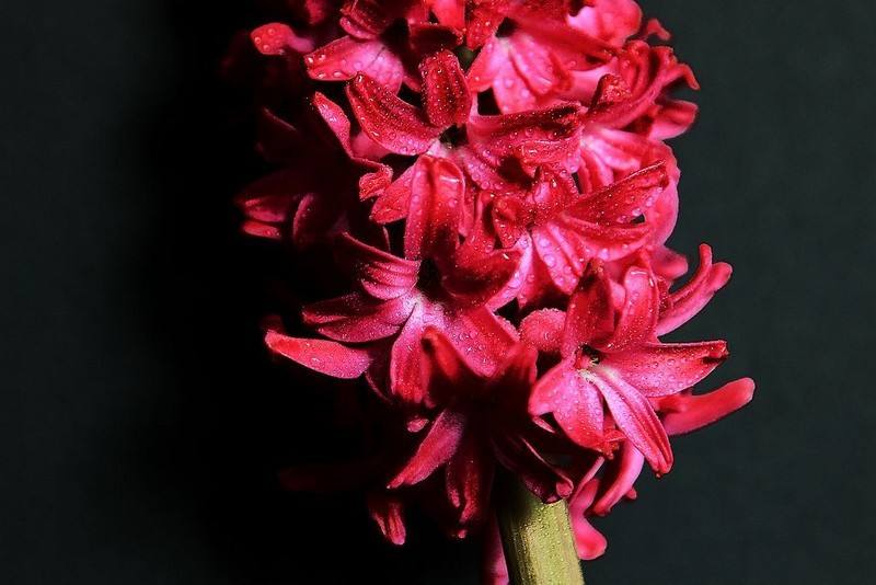 风信子的花语是什么