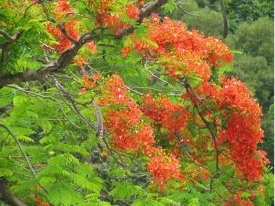 凤凰花什么时候开花