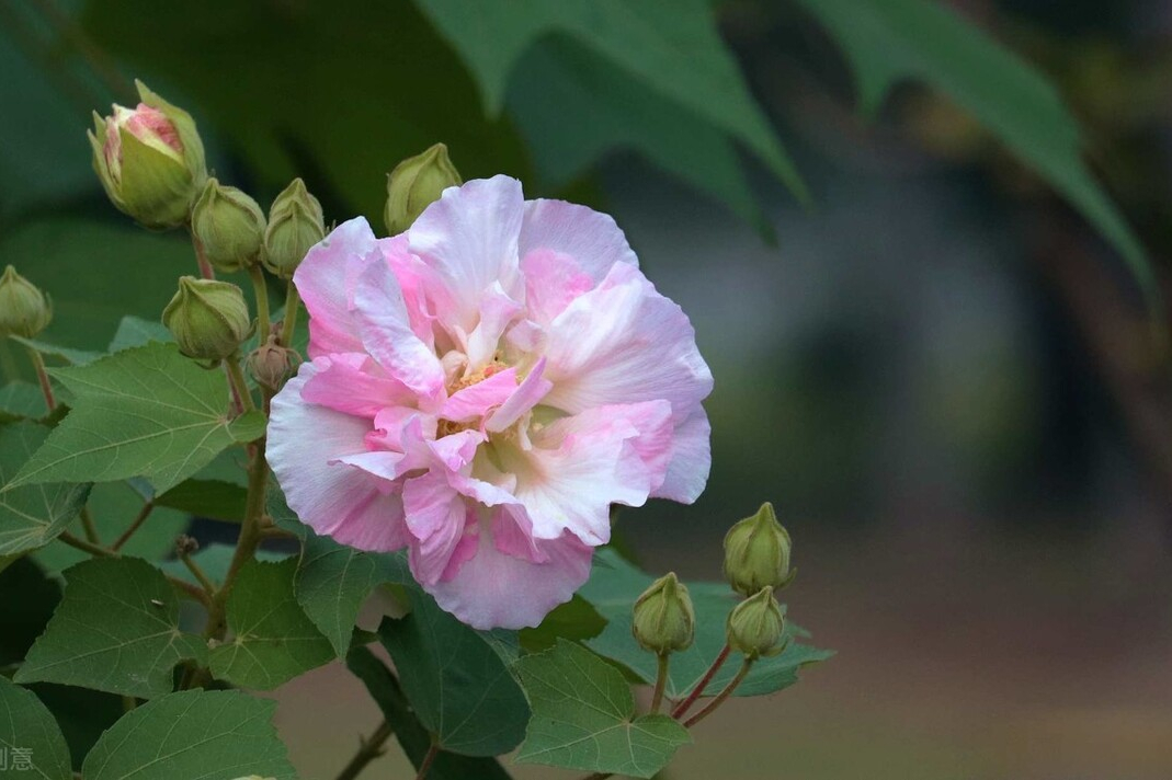 家里芙蓉花的养殖方法