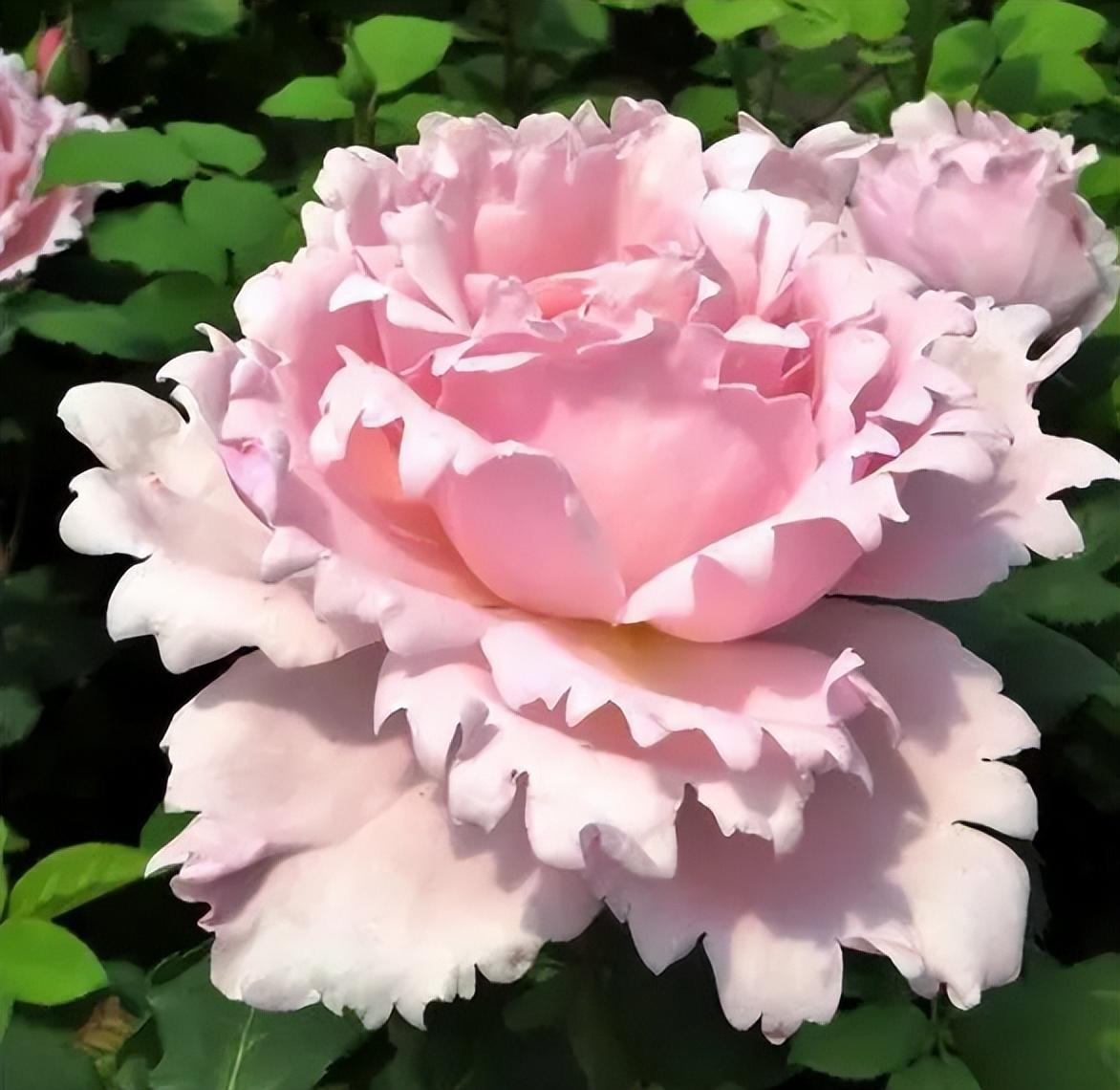 索菲罗莎月季的优缺点