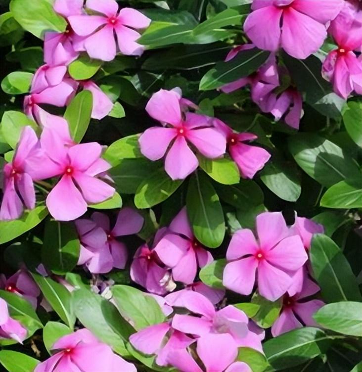 长春花花期有多长