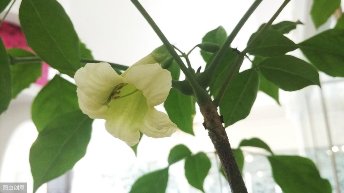 幸福树开花寓意着什么