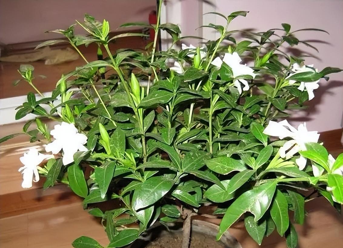 冬天栀子花要晒太阳吗