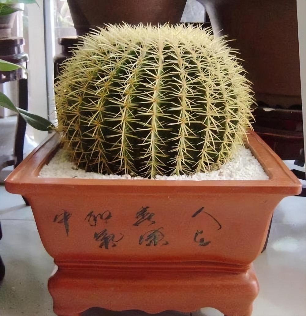 金虎仙人球开花吗