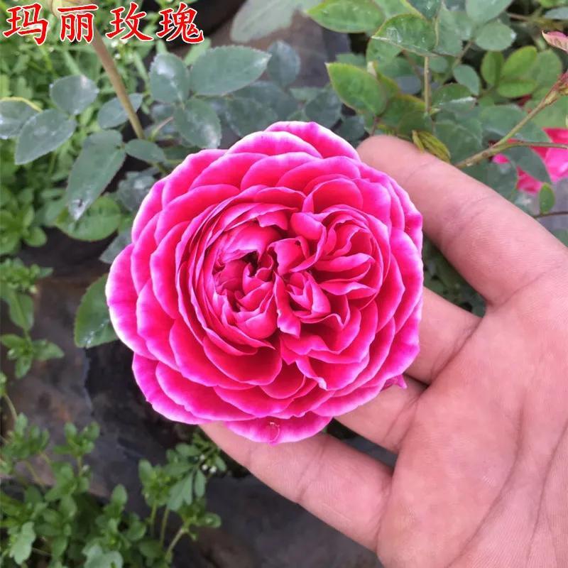 最不建议养的月季有哪些