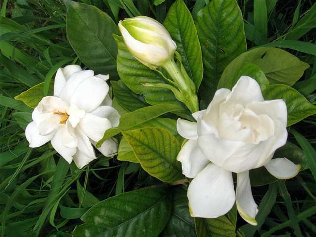 栀子花浇水的正确方法