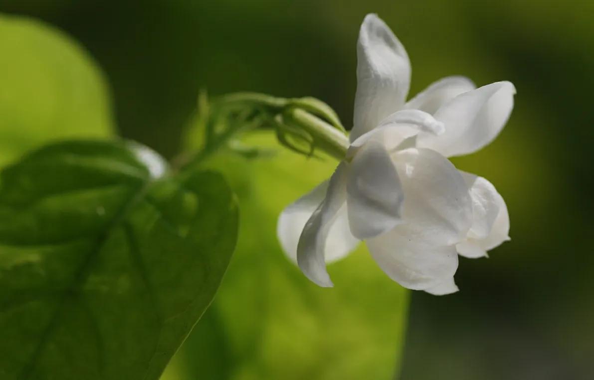 茉莉花适合在室内养吗