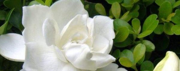 栀子花喜阴还是喜阳的植物