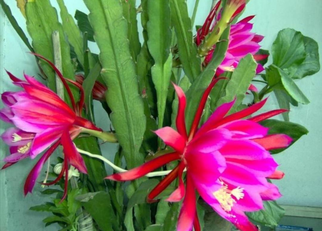 令箭花的养护和修剪