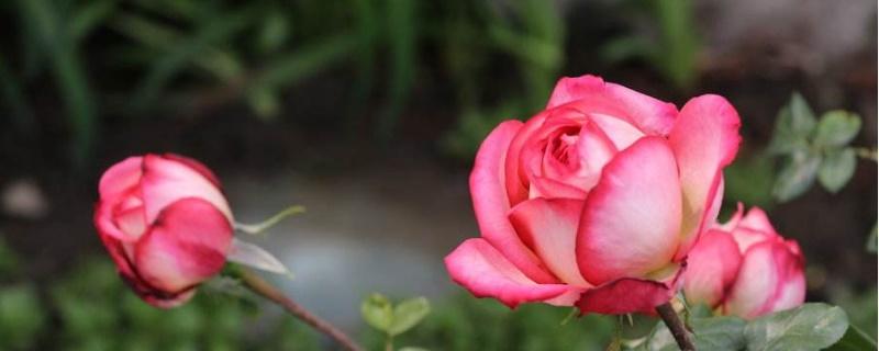 哪种花不适合浇硫酸亚铁水