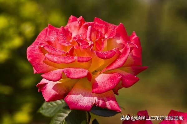 玫瑰跟月季有啥区别