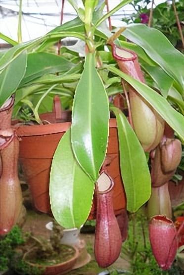 石斛兰的寓意和风水作用