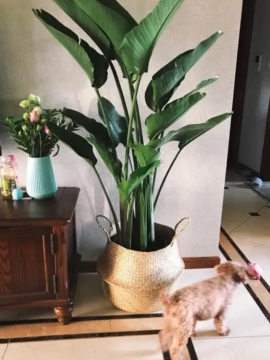 天堂鸟多久浇一次水
