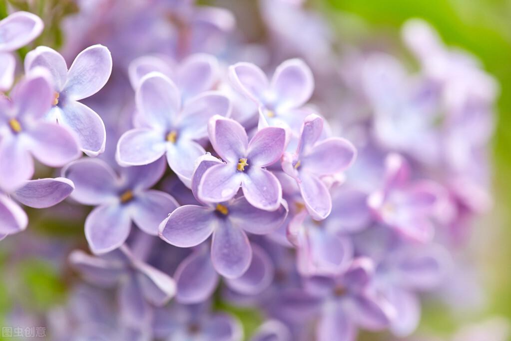 丁香花几月份开花怎么样
