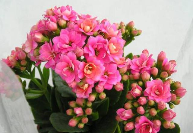 秋天长寿花怎么养护