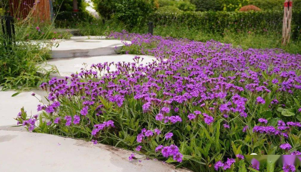 宿根花卉有哪些特点