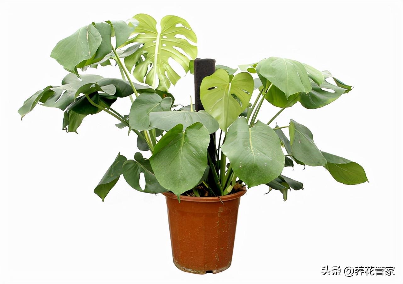 家里养仙人掌好吗
