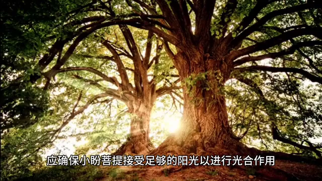 小盼菩提的养殖方法和注意事项