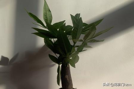 水养发财树叶子发黄怎么处理怎么补救