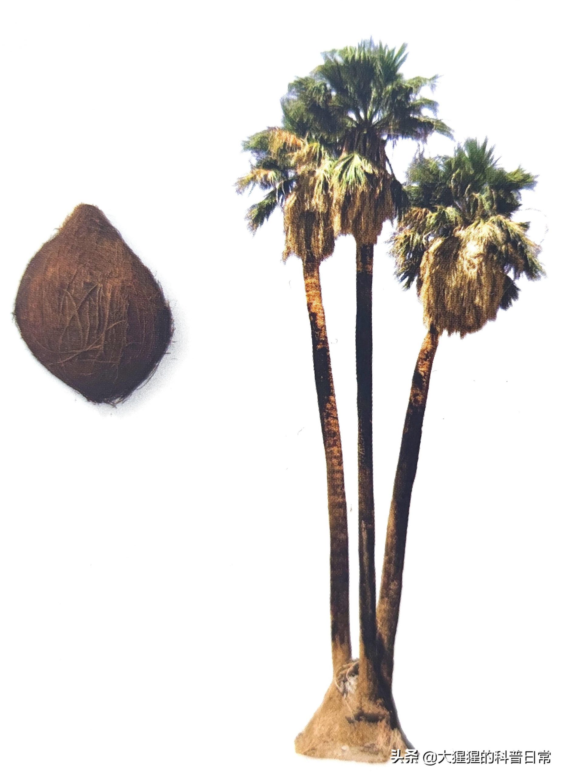 单子叶植物种子有哪些种类