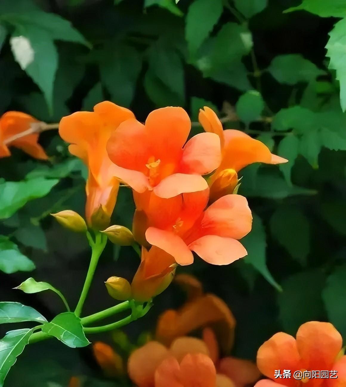 凌霄花几月份开花发芽