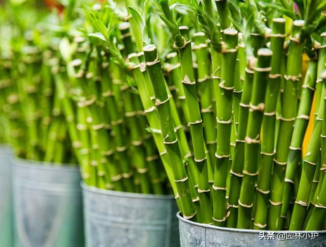 竹柏的风水禁忌有哪些