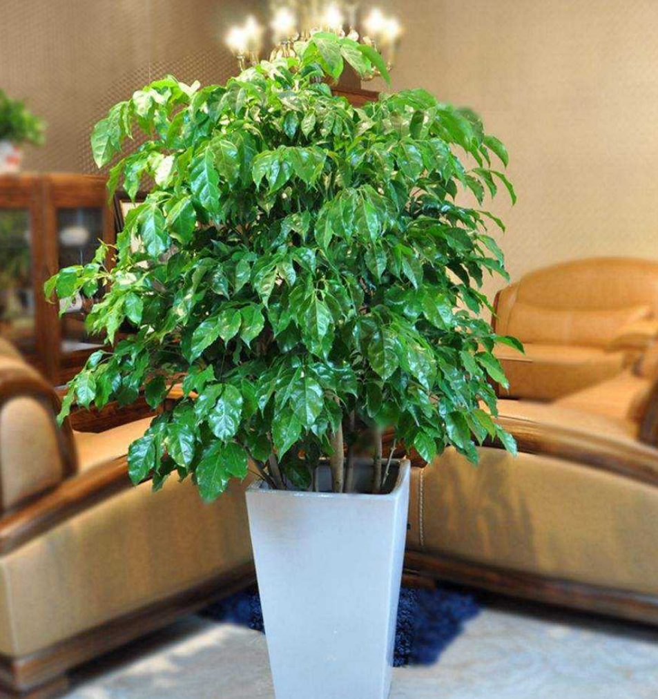 幸福树开花有什么预兆和寓意