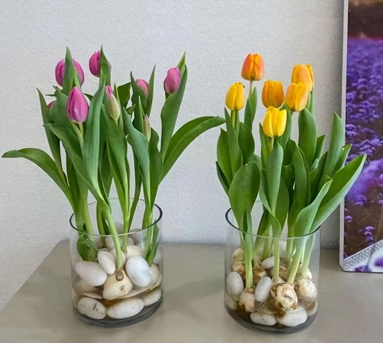 水培郁金香需要注意什么