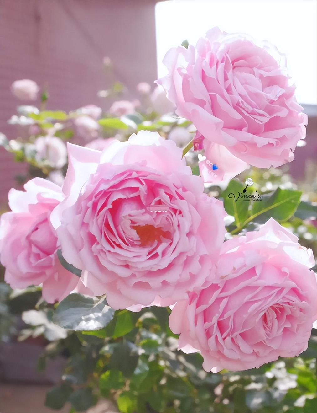 索菲罗莎月季的优缺点