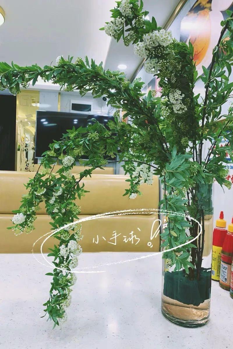 马醉木插水里能养多久