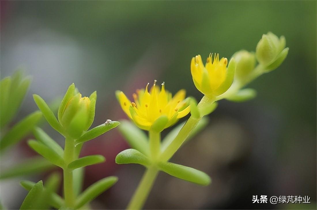 佛甲草冬季怎么处理最好