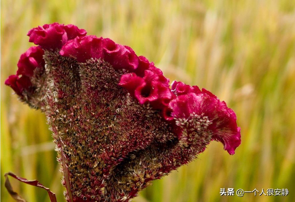 鸡冠花什么时候播种最好养