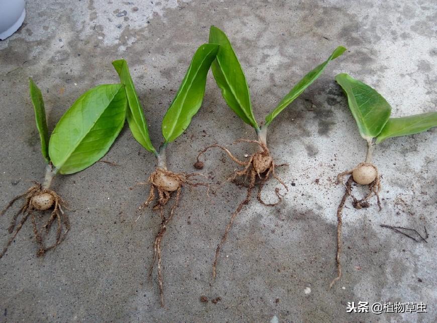 摇钱树怎么扦插才能活