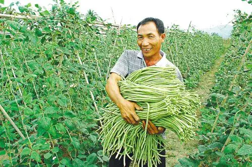 豇豆什么时候种植最好