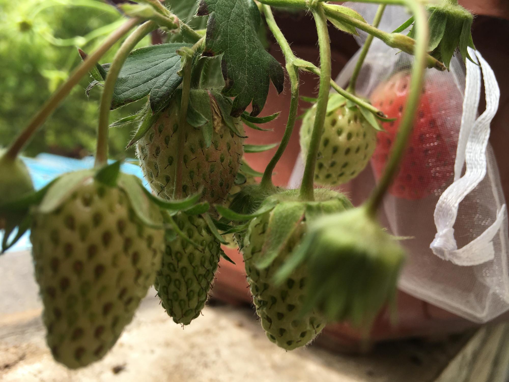 四季草莓种子的种植方法和技术